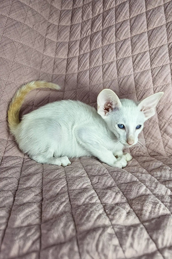 White Siamese cat with blue eyes lounging on a cozy quilt for Simba product