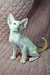 Adorable White kitten with a yellow-tipped tail sitting upright, named Simba