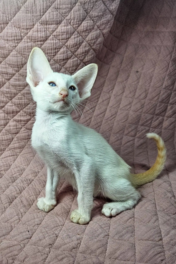 Adorable White kitten with a yellow-tipped tail sitting upright, named Simba