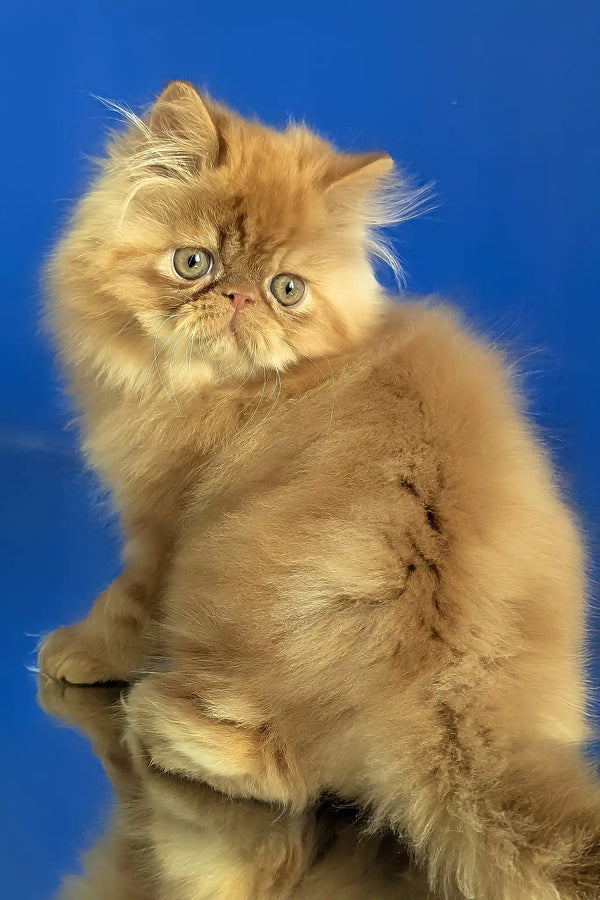 Simba | persian kitten