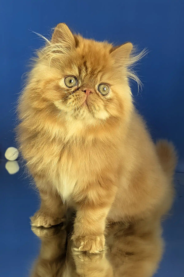 Simba | persian kitten
