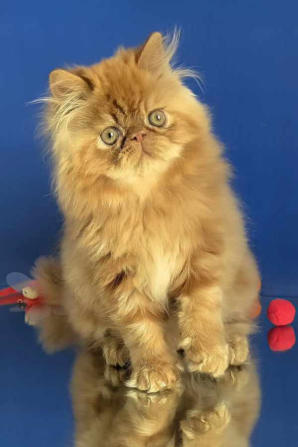 Simba | persian kitten