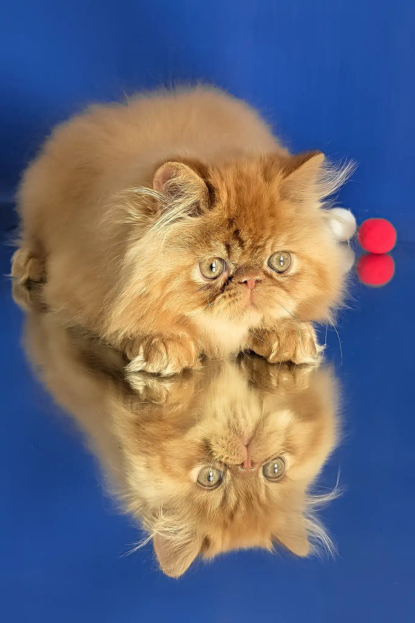 Simba | persian kitten
