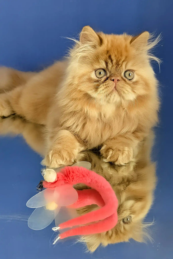 Simba | persian kitten