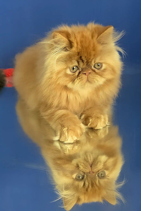 Simba | persian kitten