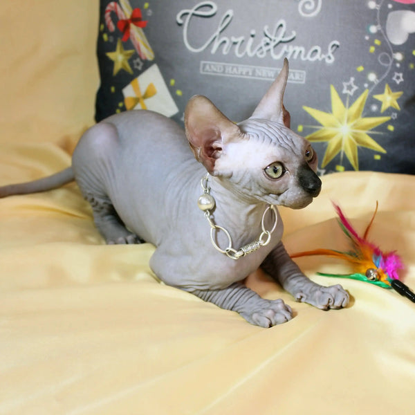 Hairless Sphynx Cats for Sale Simba | Kitten