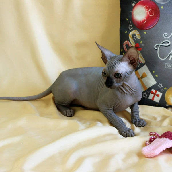 Hairless Sphynx Cats for Sale Simba | Kitten