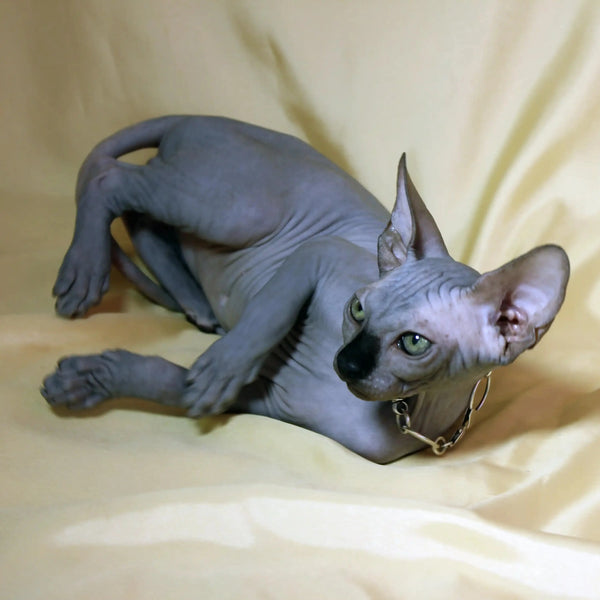 Hairless Sphynx kitten Simba lying on its side with a gold chain collar, cute and playful