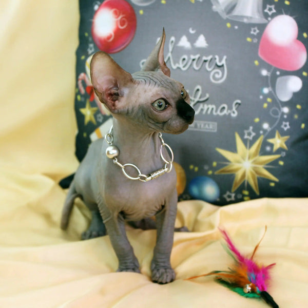 Hairless Sphynx kitten Simba with silver chain collar, perfect for igg antibody test lovers