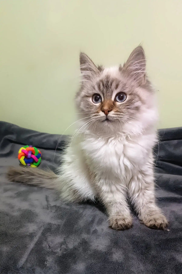 Fluffy gray and white Siberian kitten with blue eyes playing with a colorful toy ball
