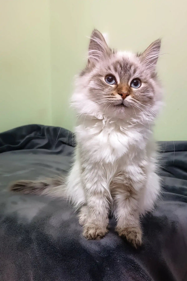 Fluffy gray and white Siberian kitten named Simbo with bright blue eyes sitting up