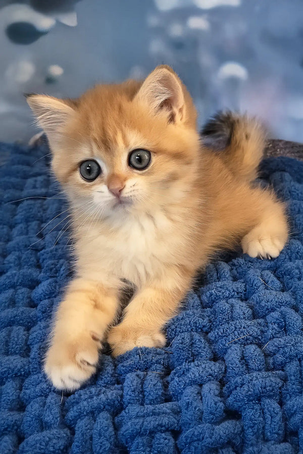 Simon | british shorthair kitten