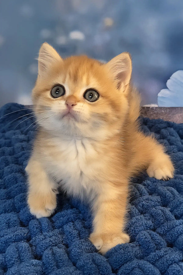 Simon | british shorthair kitten