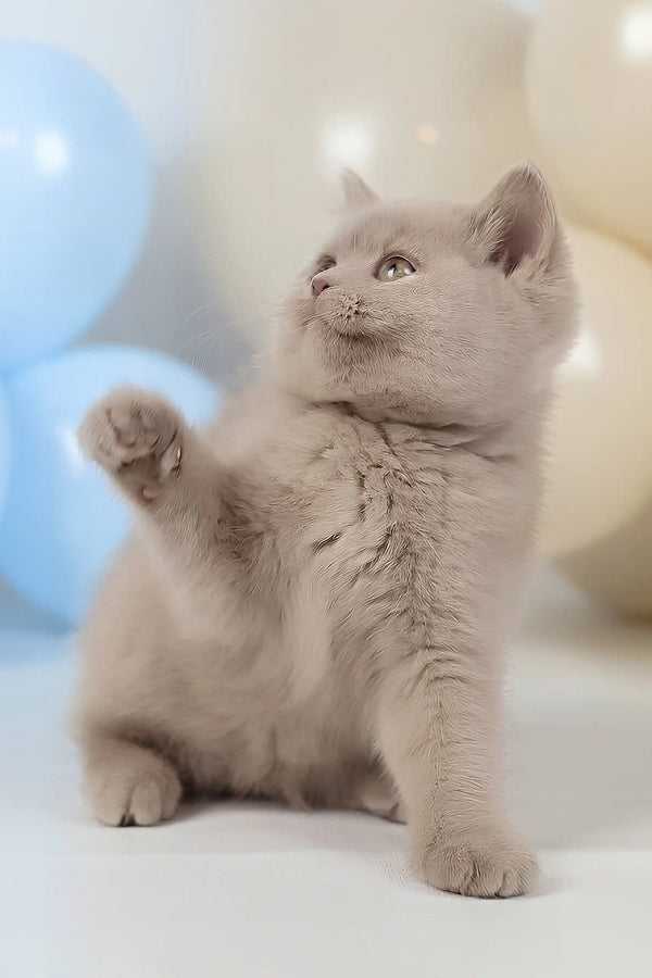 Simon | british shorthair kitten