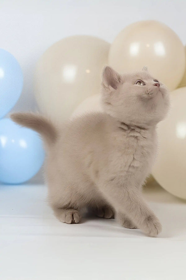 Simon | british shorthair kitten