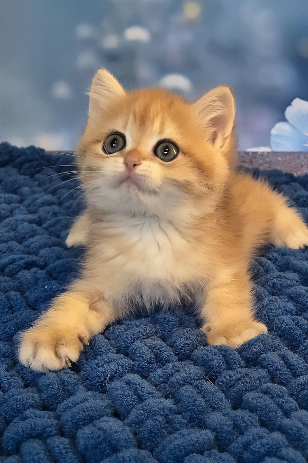 Simon | british shorthair kitten