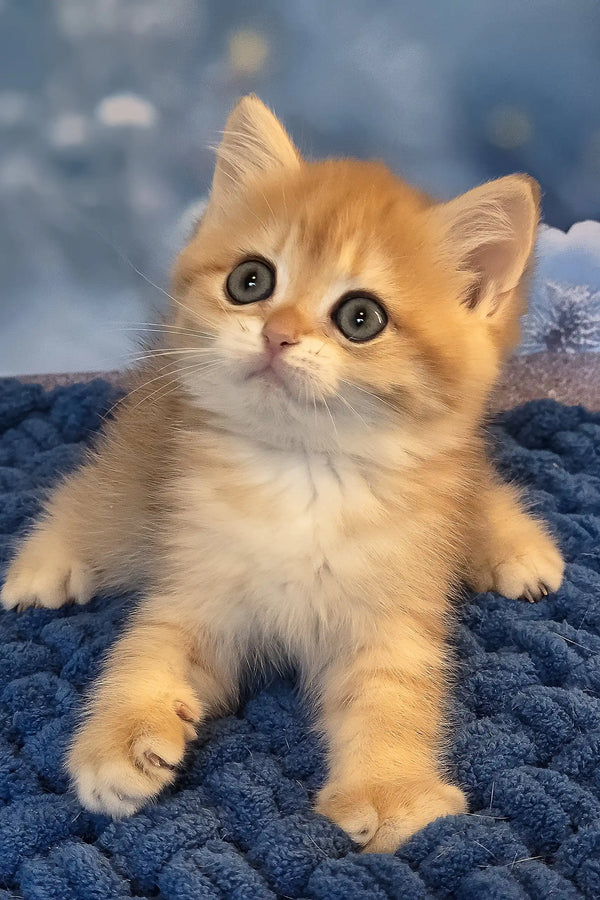 Simon | british shorthair kitten