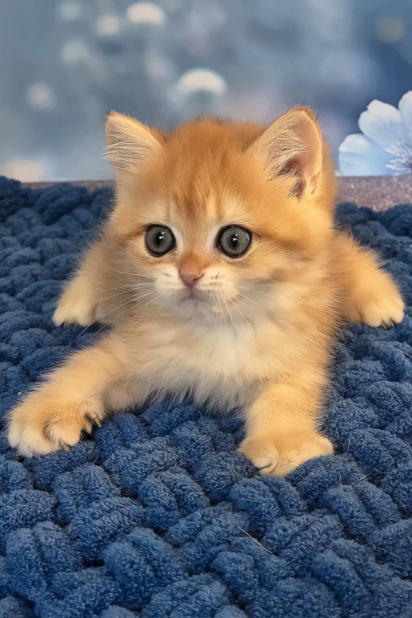 Simon | british shorthair kitten