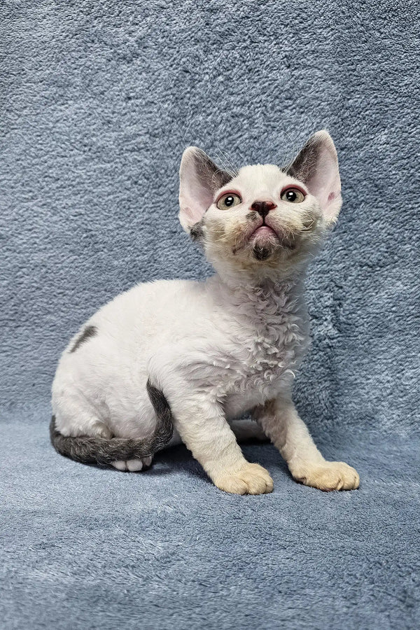 Cute Devon Rex kitten named Simon with cream fur and dark points lounging around
