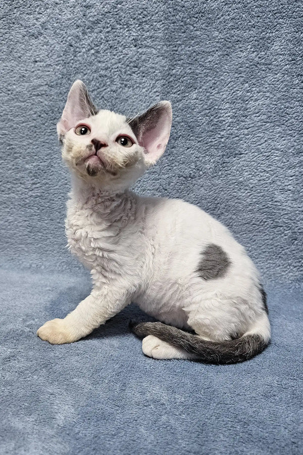 Adorable White Devon Rex kitten with a grey spot curled up and relaxing