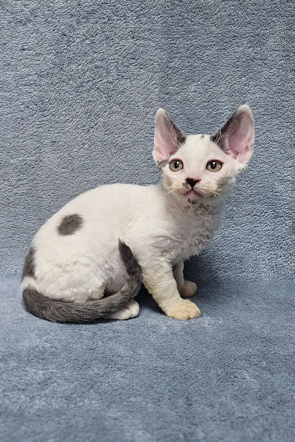 White Devon Rex kitten named Simon with grey spots and big ears
