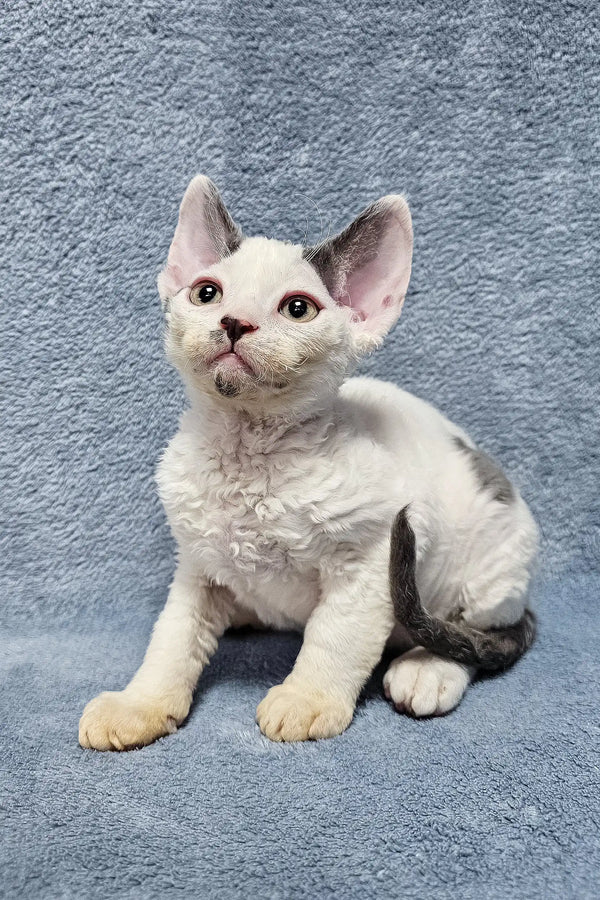White Devon Rex kitten with curly fur sitting on haunches, perfect for Simon product