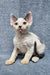 White Devon Rex kitten named Simon with big ears and curly fur looking adorable