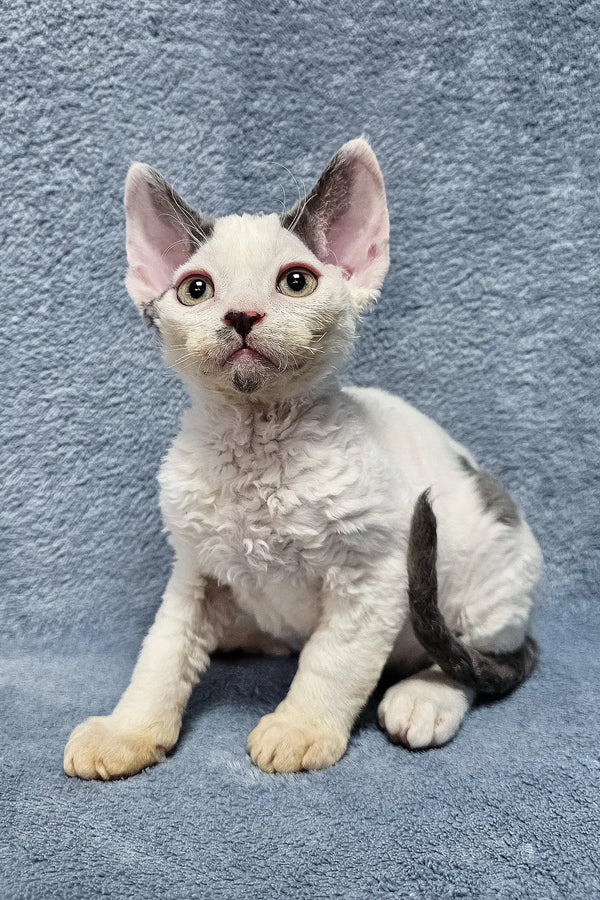 White Devon Rex kitten named Simon with big ears and curly fur looking adorable