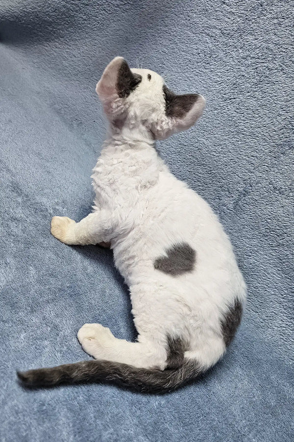 White cat with black spots lounging cutely, showcasing Simon the Devon Rex Kitten