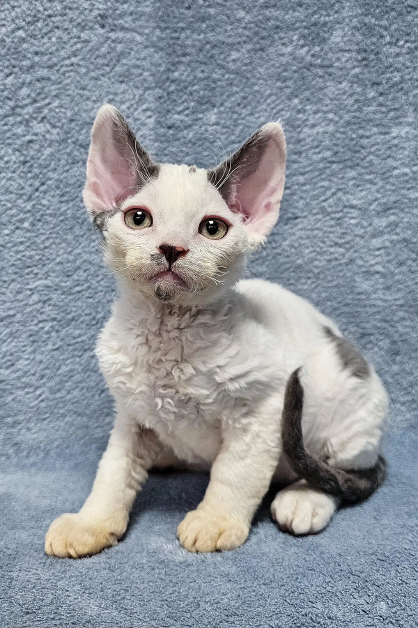 Adorable white and grey Devon Rex kitten with big ears and a cute wrinkled face