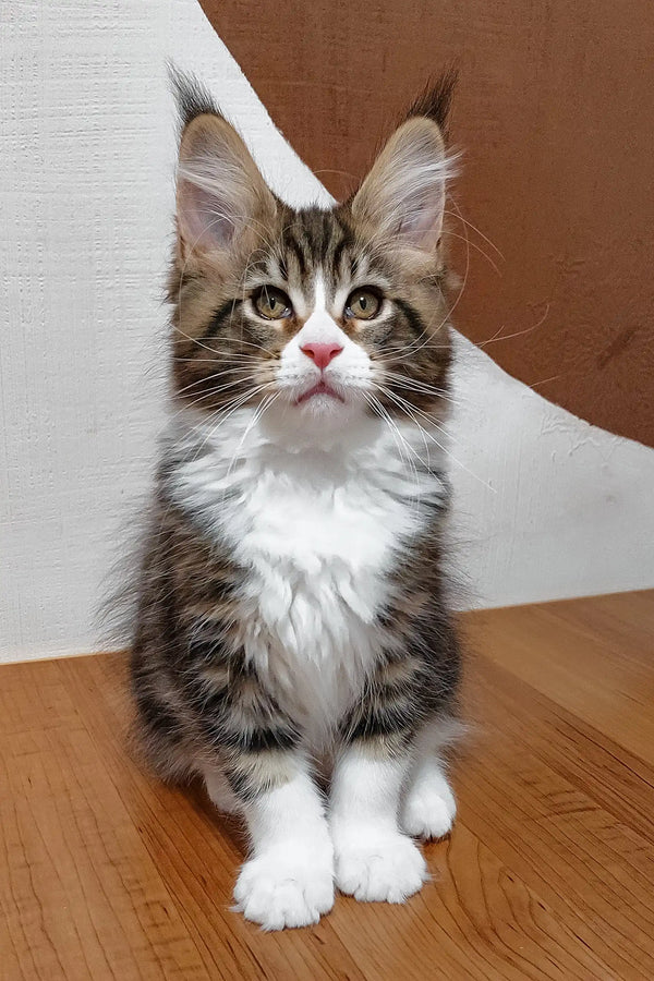 Adorable Maine Coon kitten named Simon with tabby markings and fluffy ear tufts