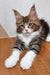 Adorable Maine Coon kitten Simon with brown tabby and white fur lying on its belly