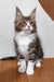 Adorable brown tabby Maine Coon kitten Simon with white paws and chest