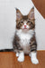 Adorable brown and white Maine Coon kitten Simon with fluffy fur and cute ear tufts