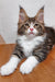 Maine Coon kitten Simon with brown tabby and white fur relaxing on its belly