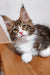 Fluffy brown and white Maine Coon kitten Simon with alert eyes and perked ears