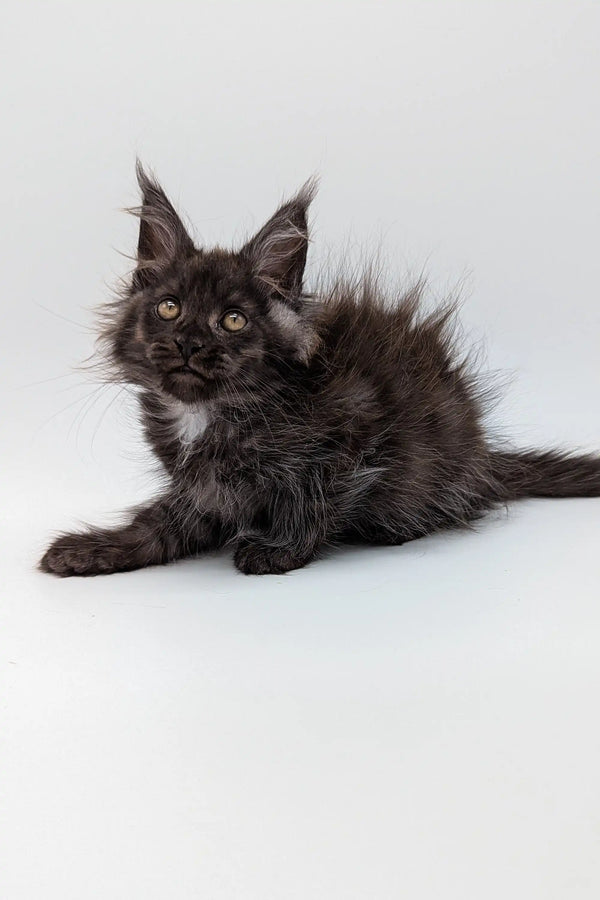 Black Maine Coon kitten Simon with fluffy fur and cute ear tufts