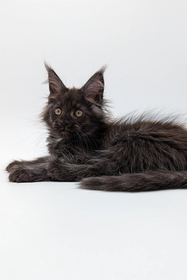 Long-haired black Maine Coon kitten with alert ears and bright eyes lying down