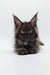 Dark-furred Maine Coon kitten Simon with ear tufts and golden eyes ready to play