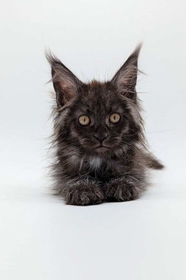 Dark-furred Maine Coon kitten Simon with ear tufts and golden eyes ready to play