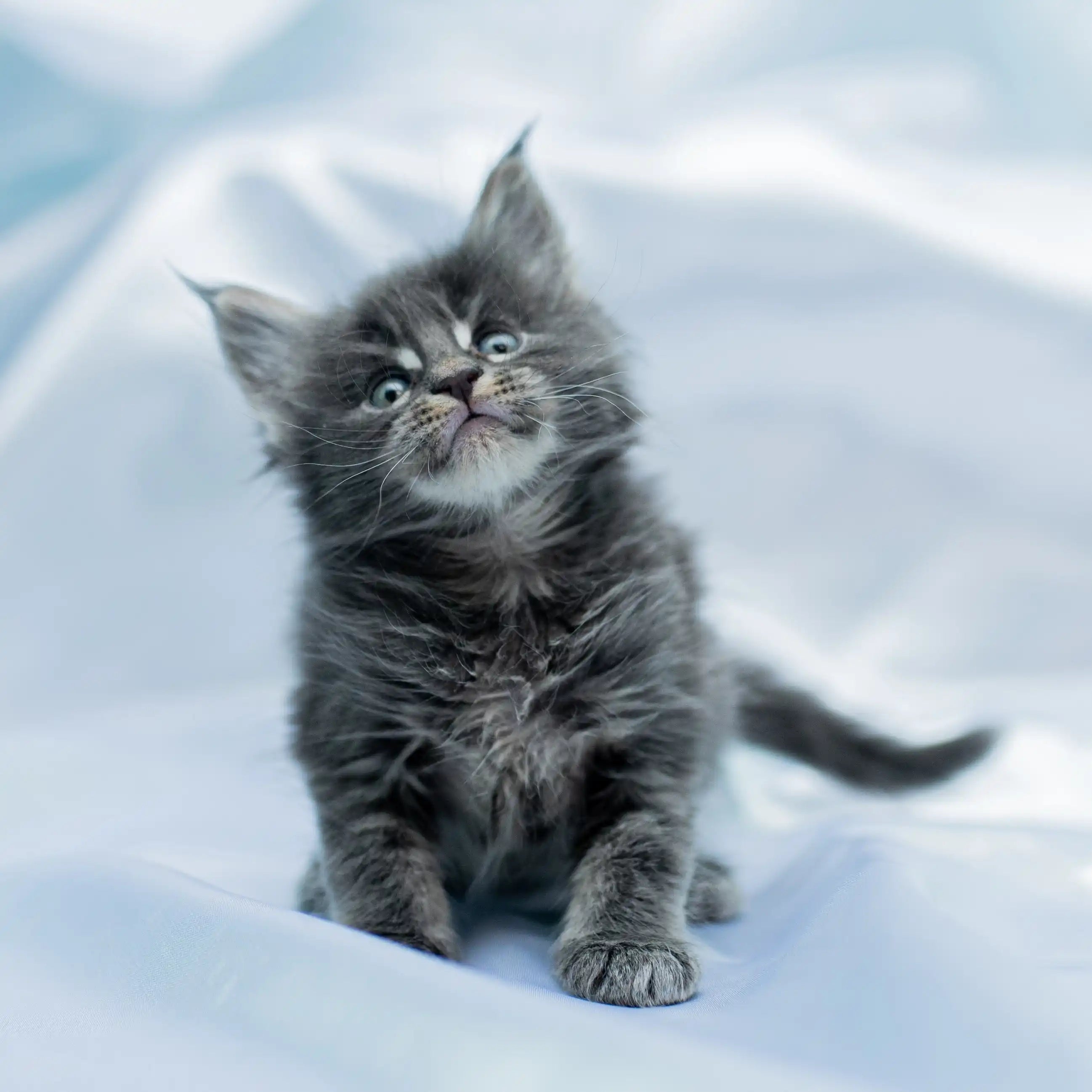 AVADA - Best Sellers Simon | Maine Coon Kitten | Reserved