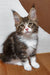 Adorable Tabby and white Maine Coon kitten named Simon with fluffy fur and ear tufts