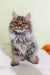 Fluffy gray Maine Coon cat with amber eyes and a ruff showcasing Simon | Siberian Kitten