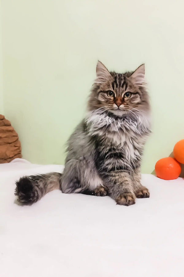 Fluffy gray tabby cat with long fur sitting upright, perfect for Simon Siberian Kitten