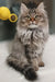 Fluffy grey tabby Siberian kitten Simon with alert eyes and long fur