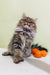 Fluffy Persian cat sitting by tangerines next to Simon the Siberian Kitten