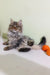 Long-haired grey tabby cat chillin’ with an orange toy next to Simon the Siberian Kitten