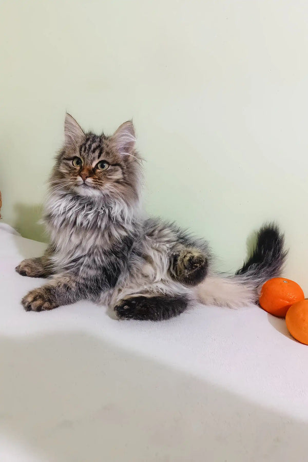 Long-haired grey tabby cat chillin’ with an orange toy next to Simon the Siberian Kitten