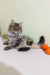 Long-haired tabby cat chilling by oranges near Simon the Siberian Kitten