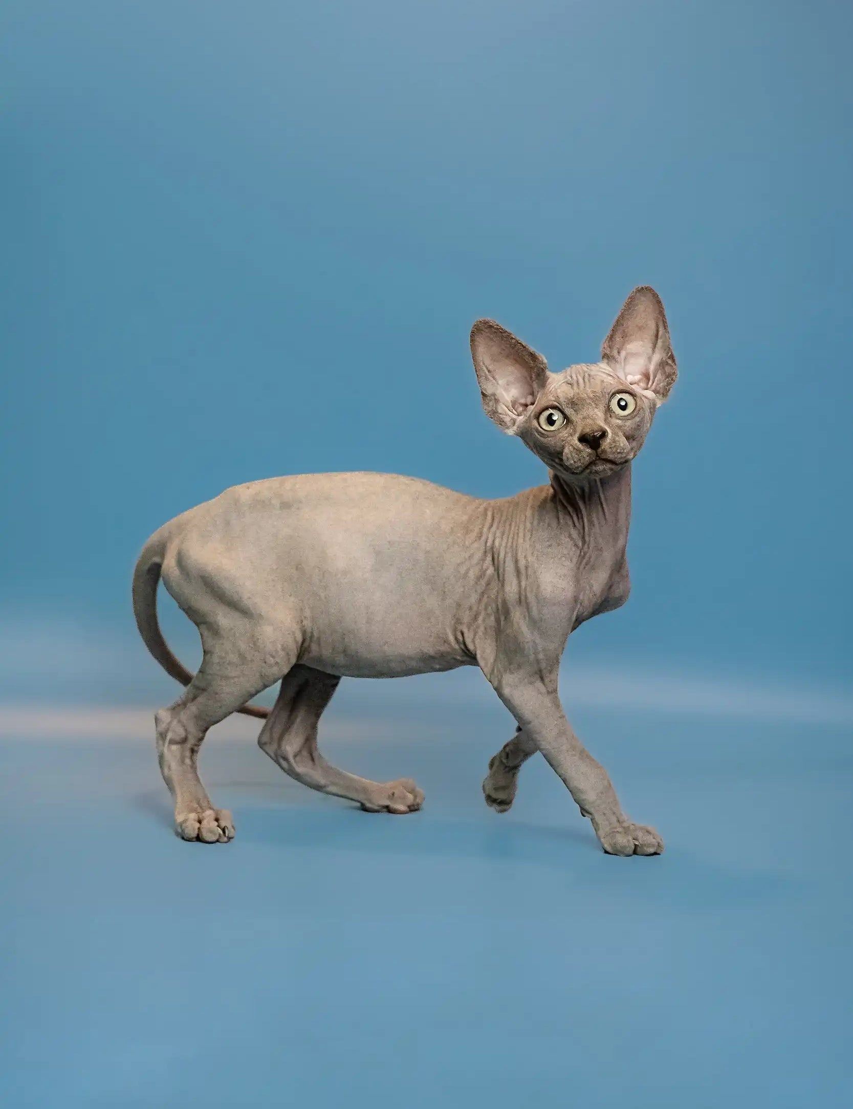 No hair best sale cats for sale